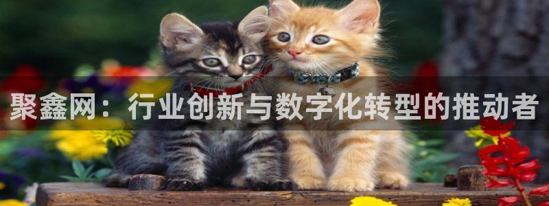 聚鑫网：行业创新与数字化转型的推动者