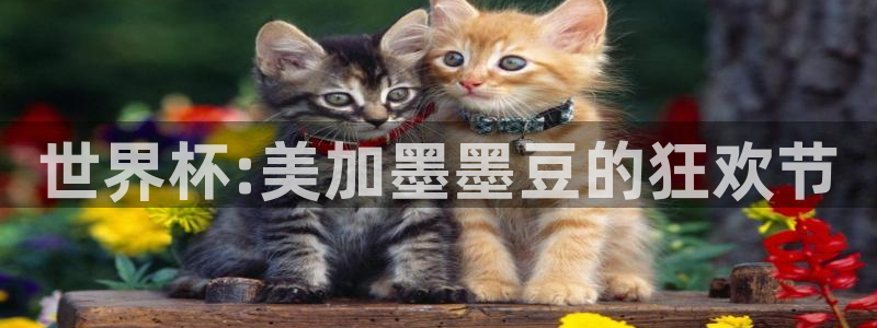 世界杯:美加墨墨豆的狂欢节
