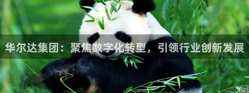 华尔达集团：聚焦数字化转型，引领行业创新发展